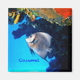 Cozumel Angelfish Magnet