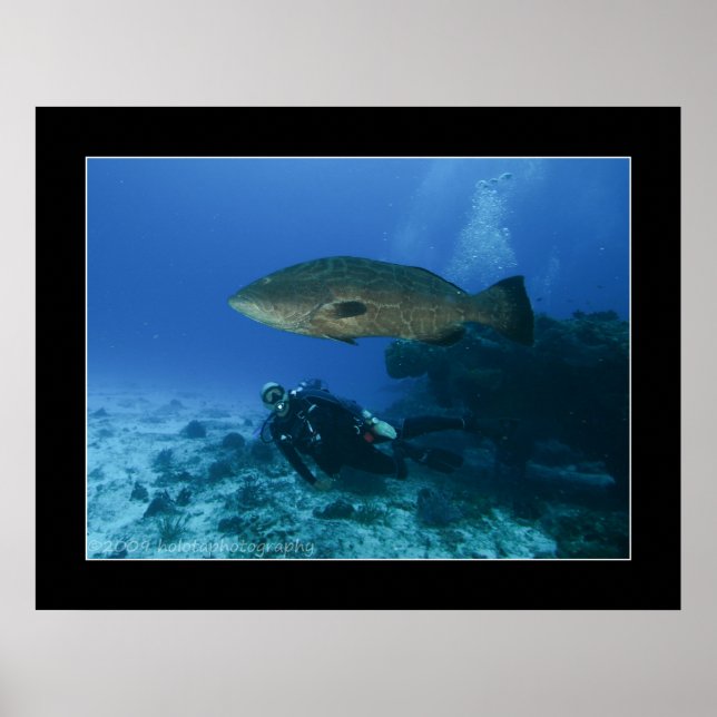 Cozumel - Grouper und Dave Poster (Vorne)
