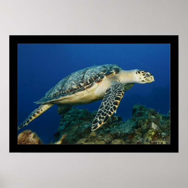 Cozumel - Hawksbill #005 Poster (Vorne)