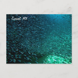 Cozumel Mexico Postkarte