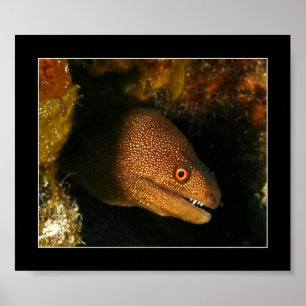 Cozumel - Moray Eel Poster