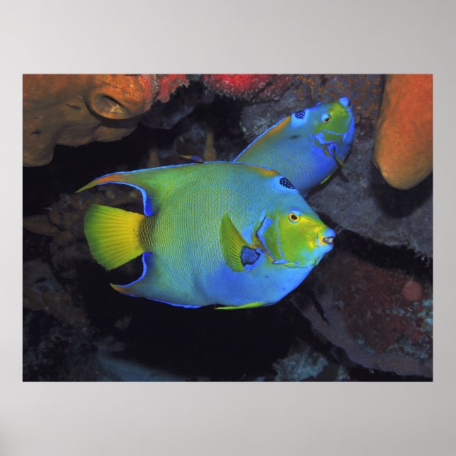 Cozumel Queen Angels Poster (Vorne)