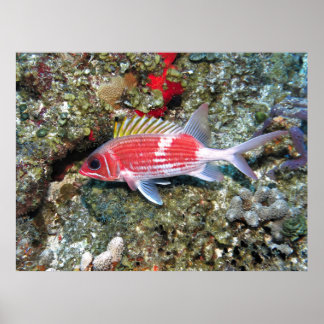 Cozumel Squirrelfish II Poster