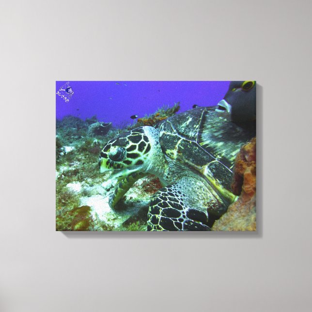 Cozumel Turtle #3 Leinwanddruck (Vorderseite)