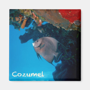 CozumelAngelfish Magnet