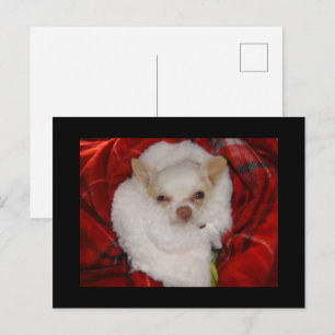 Cozy Chihuahua Postcard Postkarte