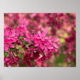 Crab Apple Blooms Poster