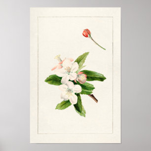 Crab Apple Blume (Malus) Aquarellmalerei Poster