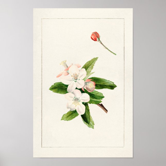Crab Apple Blume (Malus) Aquarellmalerei Poster (Vorne)