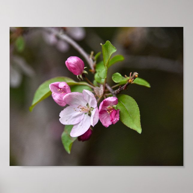Crab Apple Blume Poster (Vorne)