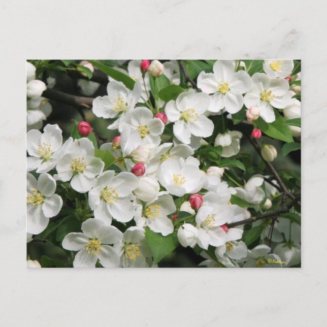 Crab Apple Blüten sind ein sicheres Zeichen für de Postkarte (Vorderseite)