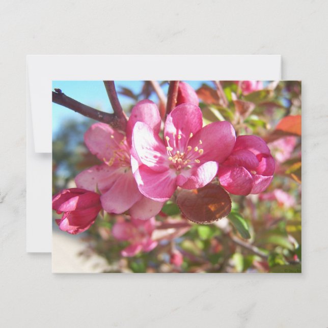 Crab Apple Tree in Bloom (Vorderseite)