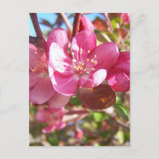 Crab Apple Tree in Bloom Postkarte