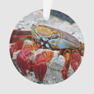 Crab-Foto Ornament