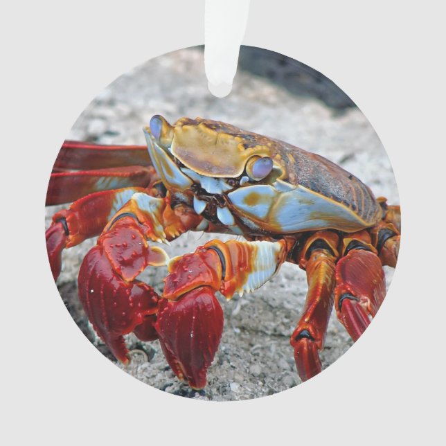 Crab-Foto Ornament (Vorderseite)