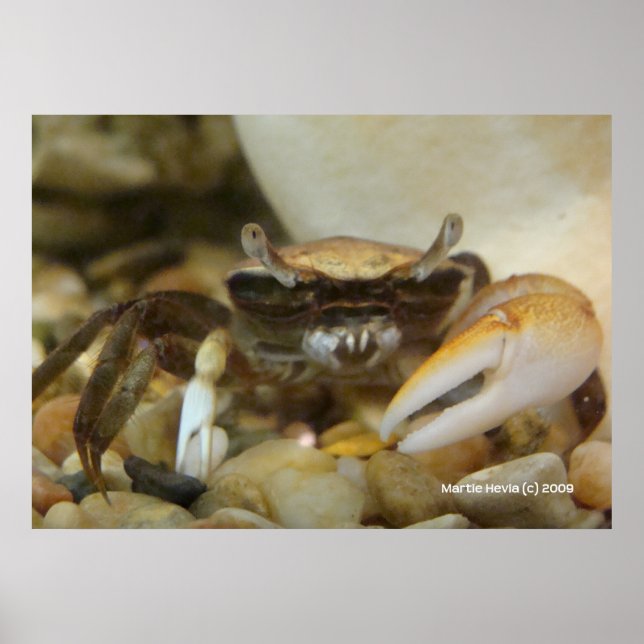 Crab Louis Poster (Vorne)
