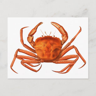 Crab Postcard - antike wissenschaftliche Illustrat Postkarte