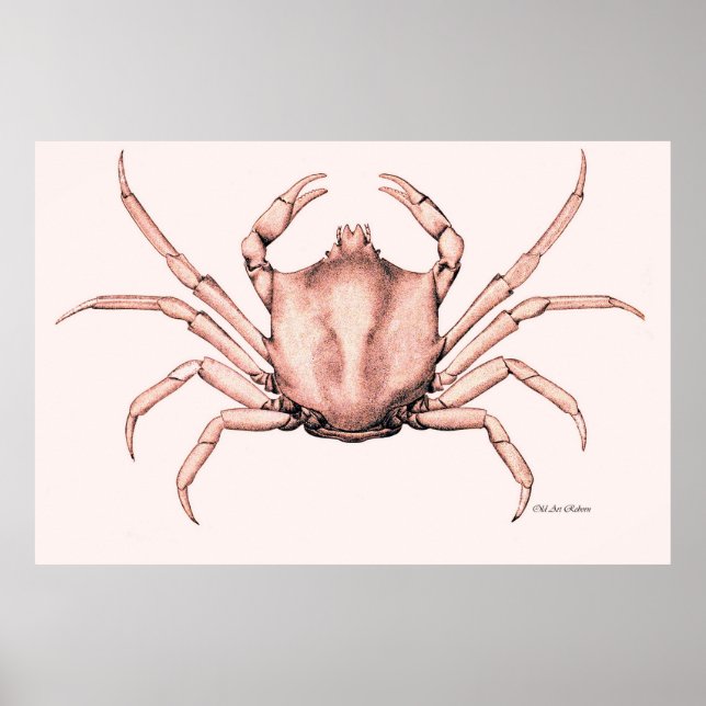Crab Poster Kelp Crab (Vorne)