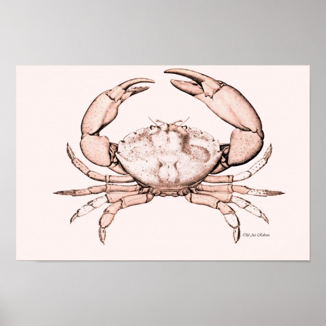 Crab Poster ~ Stone Crab (Vorne)