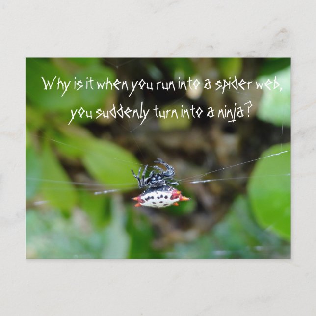 Crab Spider Postcard / Funny Ninja Zitat Postkarte (Vorderseite)