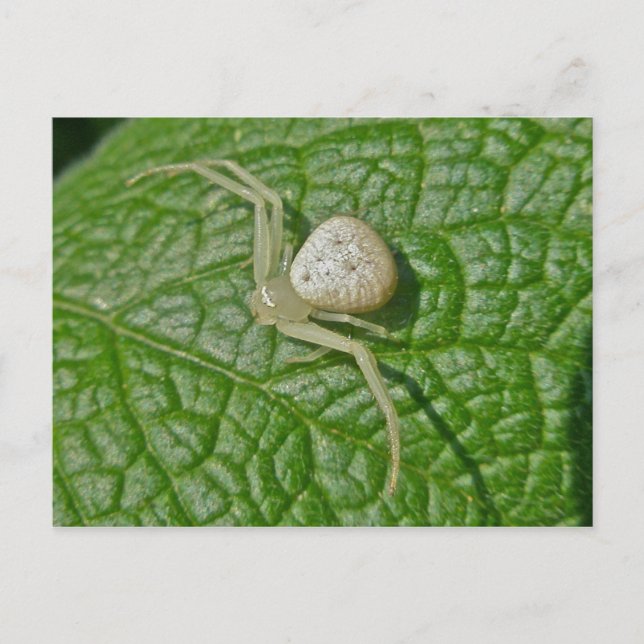 Crab Spider Postcard Postkarte (Vorderseite)
