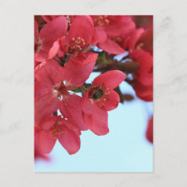 Crabapple Bees Postkarte