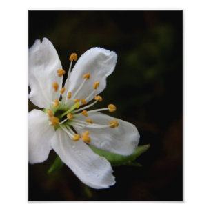 Crabapple Blossom Fotodruck