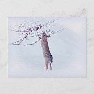 Crabapple Bunny - Kaninchen Postkarte