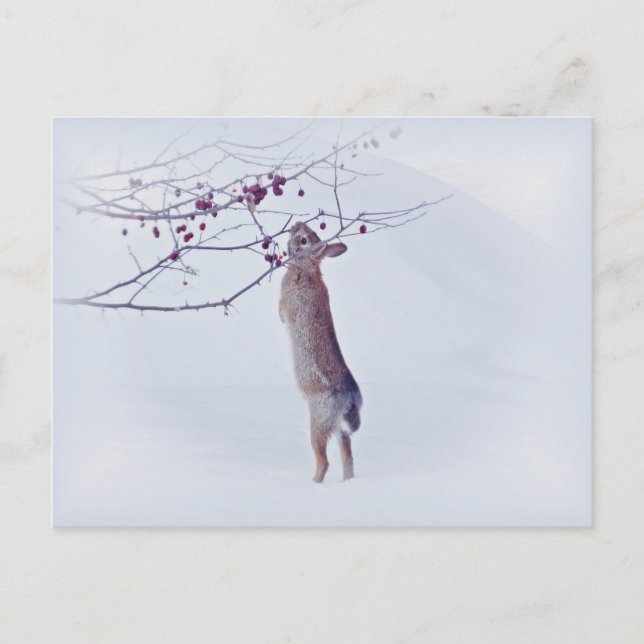 Crabapple Bunny - Kaninchen Postkarte (Vorderseite)