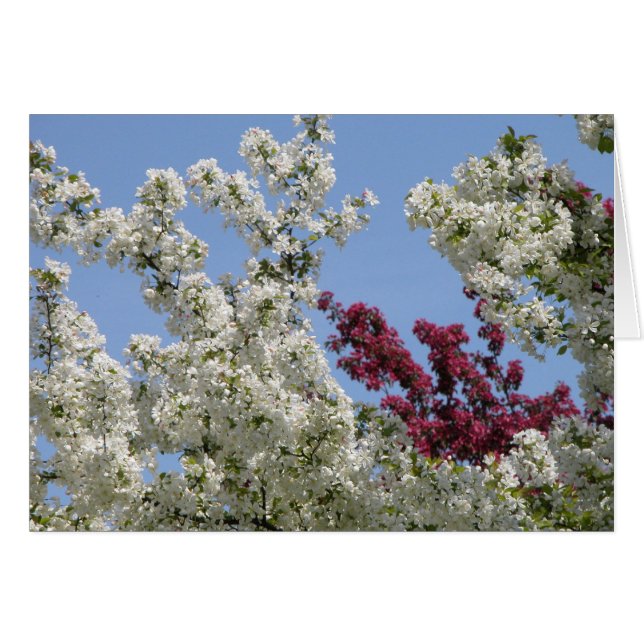 Crabapples im Arboretum (Vorderseite (Horizontal))