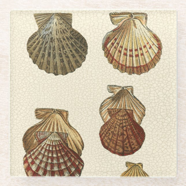 Crackig Antike Muscheln Glasuntersetzer (Vorderseite)