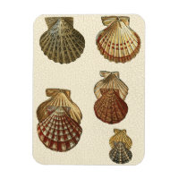 Crackig Antike Muscheln