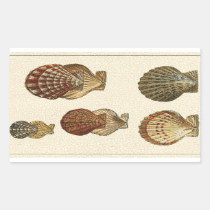Crackig Antike Muscheln Rechteckiger Aufkleber