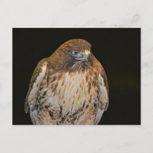 Crafty Hawk Postkarte