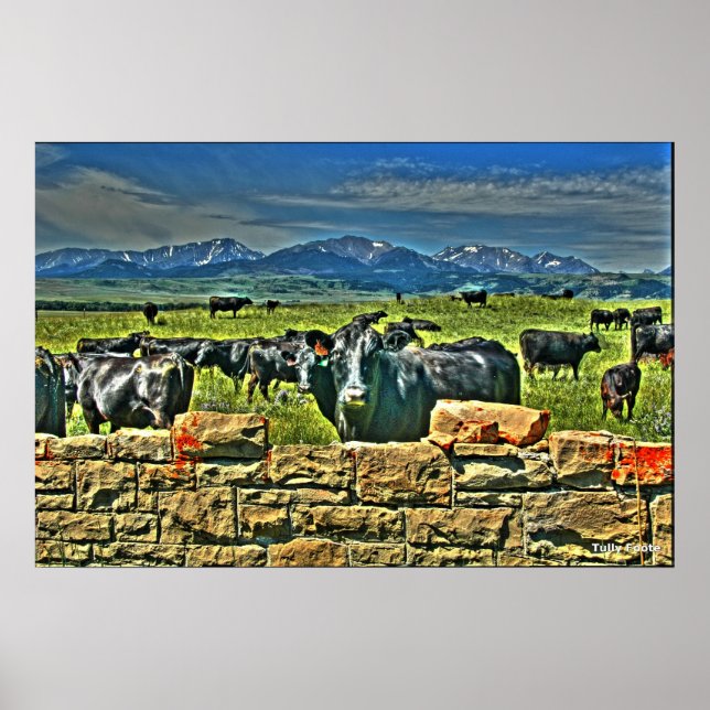 Crag Eyrie Cow Poster (Vorne)