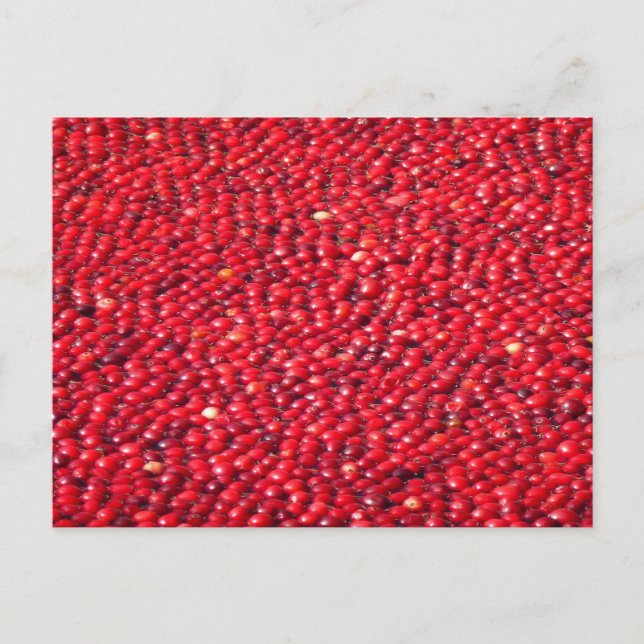 Cranberries Festivals Red Postkarte (Vorderseite)