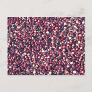 Cranberries Postkarte