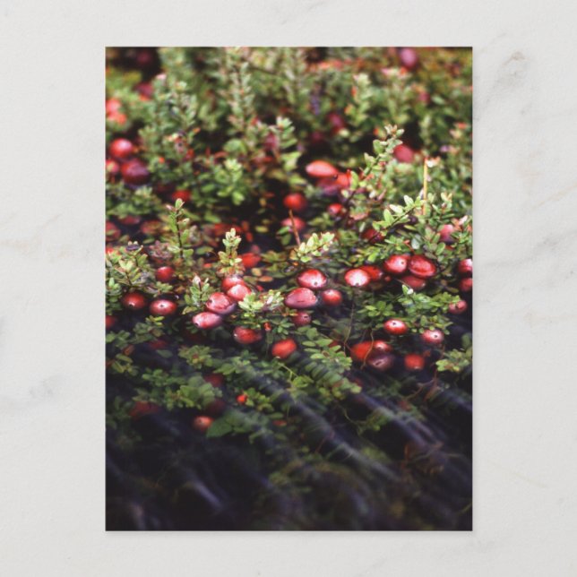 Cranberry Bog Postkarte (Vorderseite)