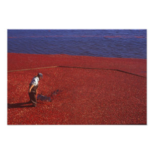 Cranberry-Ernte, Middleboro, MA, USA Fotodruck