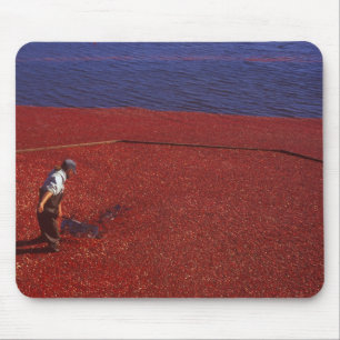 Cranberry-Ernte, Middleboro, MA, USA Mousepad