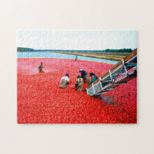Cranberry-Ernte New Jersey. Puzzle