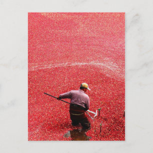 Cranberry-Ernte Postkarte