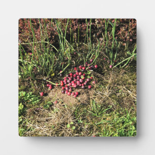 Cranberry Farm, Long Beach, Washington Fotoplatte