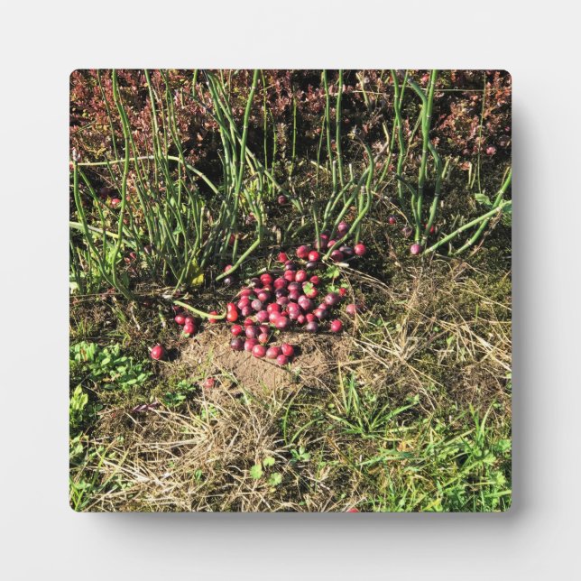 Cranberry Farm, Long Beach, Washington Fotoplatte (Vorderseite)