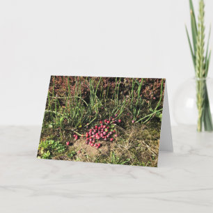 Cranberry Farm, Long Beach, Washington Karte