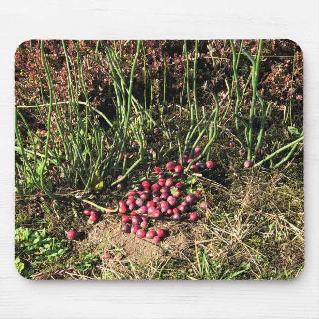 Cranberry Farm, Long Beach, Washington Mousepad (Vorne)