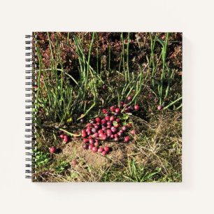 Cranberry Farm, Long Beach, Washington Notizbuch