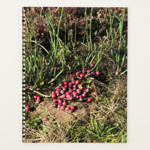 Cranberry Farm, Long Beach, Washington Planer