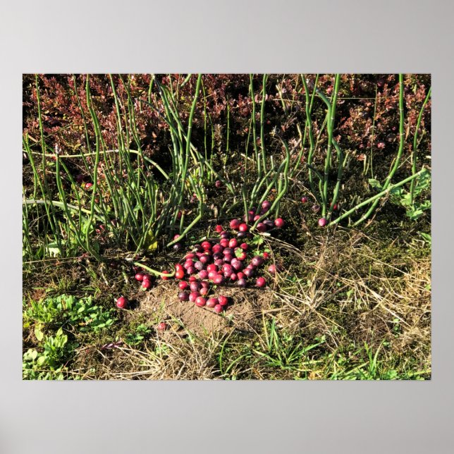 Cranberry Farm, Long Beach, Washington Poster (Vorne)