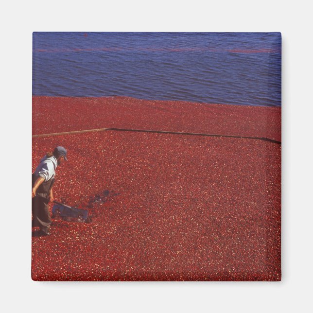 Cranberry Harvest, Middleboro, MA, USA Magnet (Vorne)